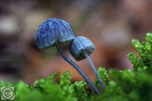 Mycena pseudocorticola (1200 x 800).jpg_product_product